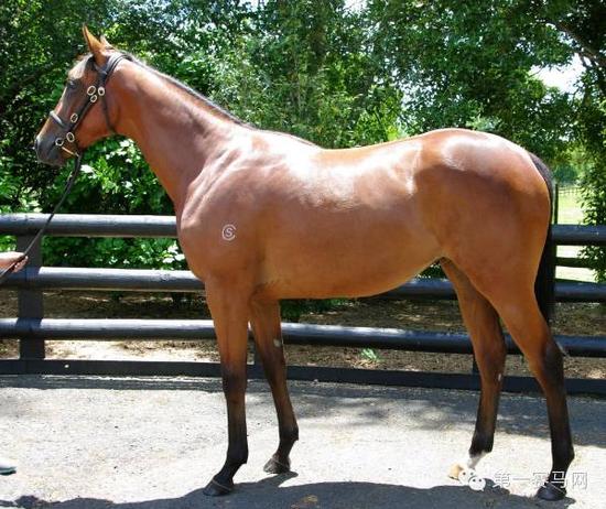 范高尔之子被拍552万蒙古可汗后继有人