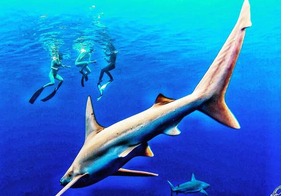 魏圣美休赛季与鲨鱼老虎共舞