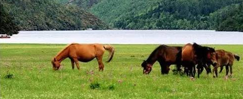 草原上安然吃草的马群