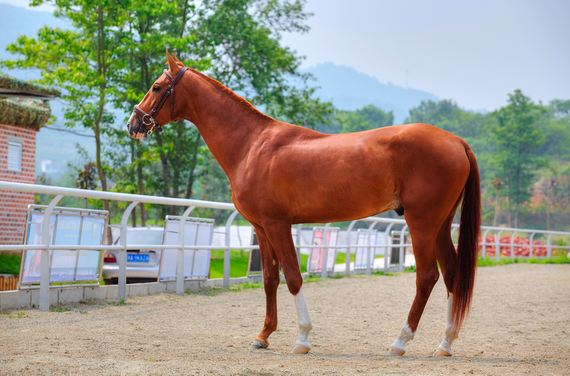 基因是决定马毛色的重要因素