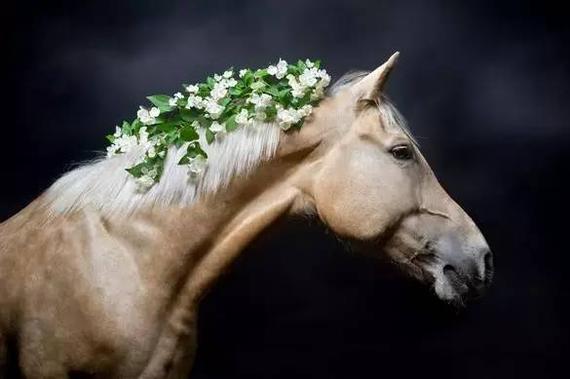 精心装饰的马儿