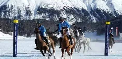 马儿在冰雪世界中尽情驰骋