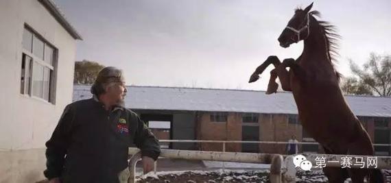 资深马主任宁宁