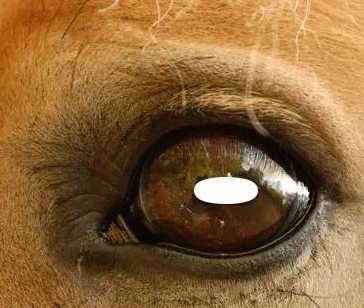 马的眼睛