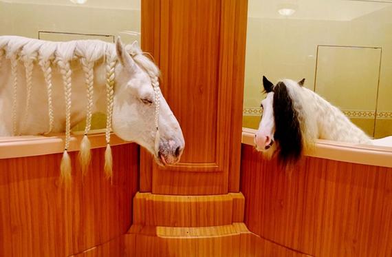 走进世界名马博物馆