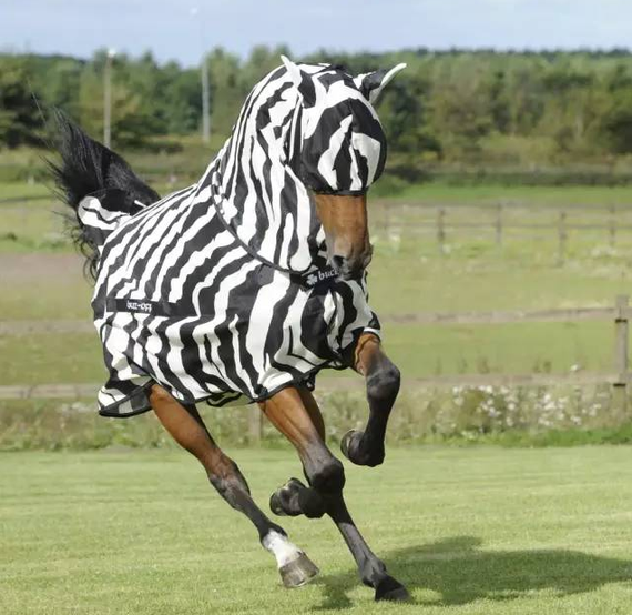 制造商们根据马匹品种功能的不同和马主的兴趣设计多种马衣产品,bucas