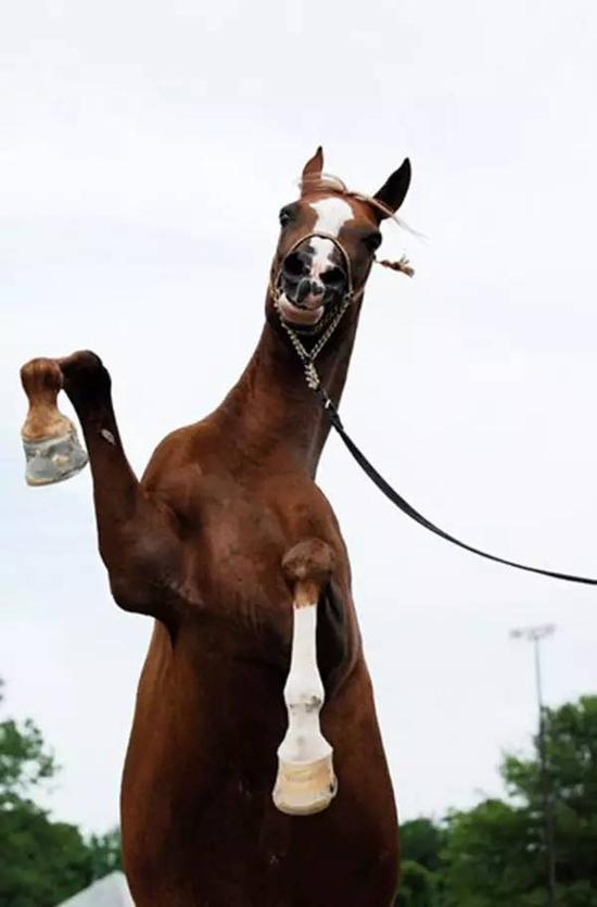 你真的了解一匹马吗? 以下这几点你必须要知道