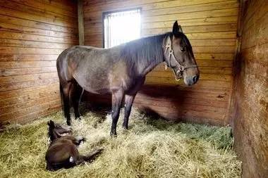 小马驹和妈妈如果你的马生病受伤或者怀孕临产,有小马驹,可能需要额外