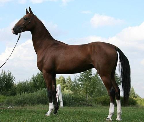 那么,考验大家学习成果的时间到了——来看下面几张图,这是什么马?