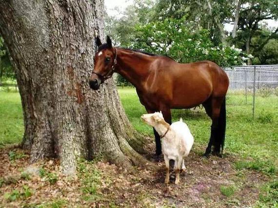 马儿有哪些优秀品质