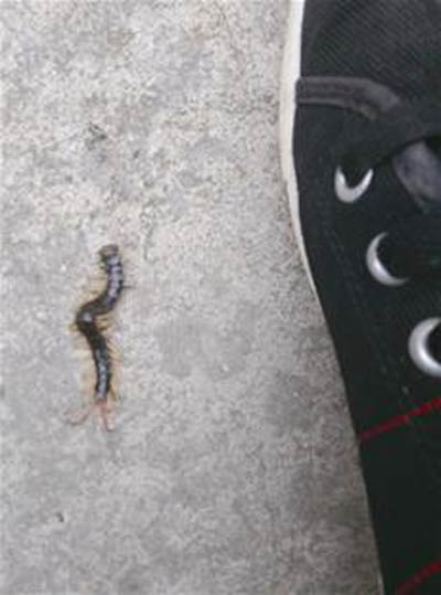 大蜈蚣咬伤早起晨练人