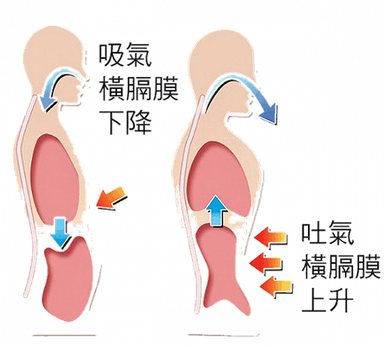 腹式呼吸法图解