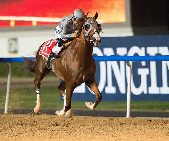 　　世界排名第一赛马“加州铬”