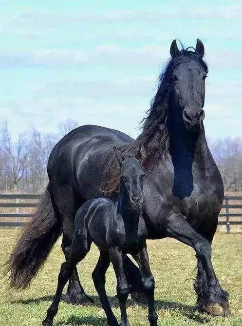 骏马奔驰那拉提 中国最美草原上的赛马6月来袭