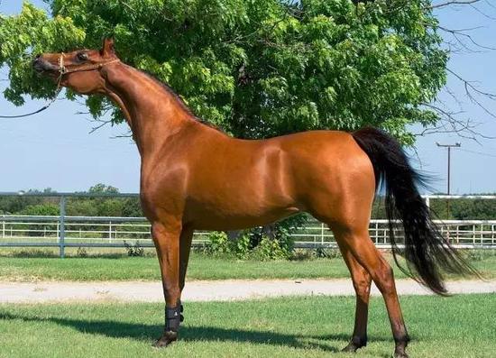 骏马奔驰那拉提 中国最美草原上的赛马6月来袭