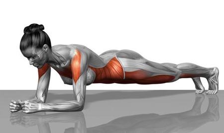 平板支撑锻炼的肌肉群