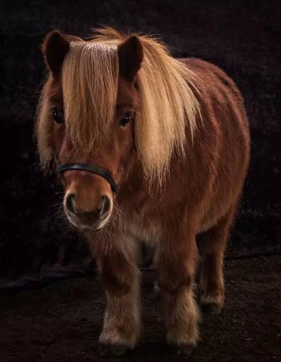 那拉提小矮马表演赛:小短腿与小萌娃的神奇组合