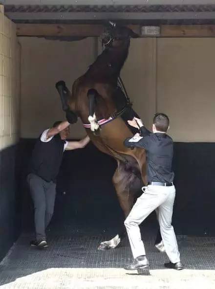 “Cunco”在配鞍时发脾气，几乎撞伤头部，场面惊险。