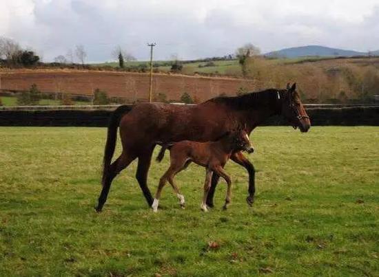 小时候的“Cunco”，精灵可爱。
