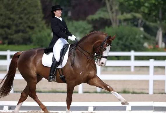 马术和骑马的区别