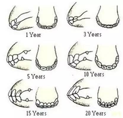 如何判断马儿的年龄牙齿如年轮记录马儿的成长