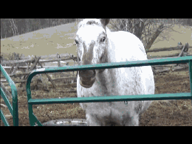 这匹马刚吃了一颗糖