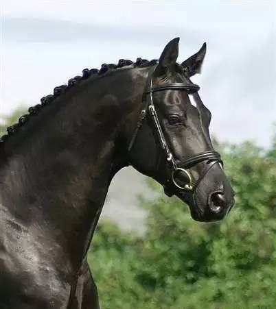 关于马儿你不知道的那些事