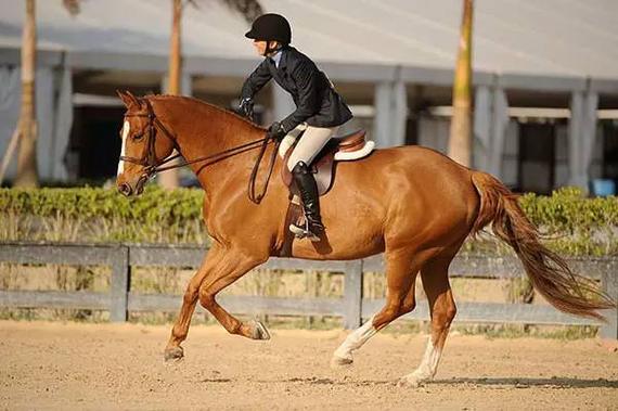 骑乘训练离不开的八项要素