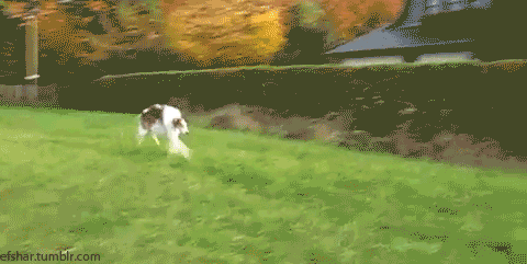 波索尔：跑不快不是好猎犬