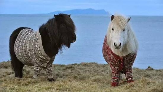 最讨孩子喜欢的设特兰矮马