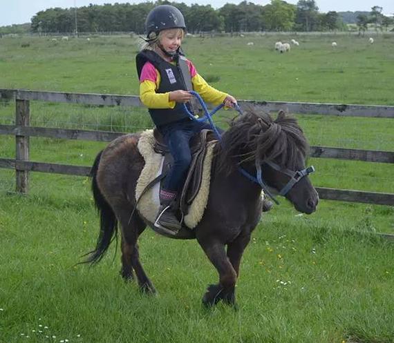 最讨孩子喜欢的设特兰矮马