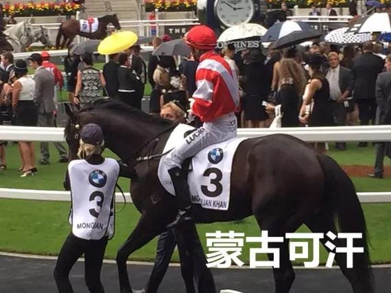 冠军赛马“蒙古可汗”