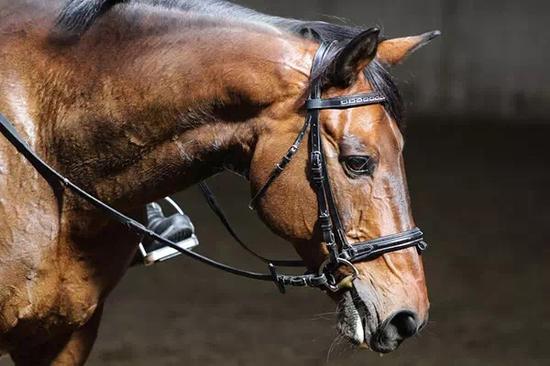 取经马术强国!德国政府扶持育马 赛事用马万里挑一