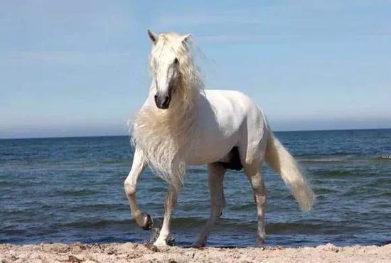 欧洲16国战马参与pk战果如何?