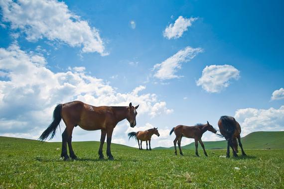 关于马儿的常识