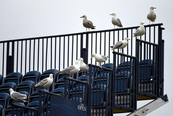 鸟儿会在午餐的时候抢走我的三明治吗？