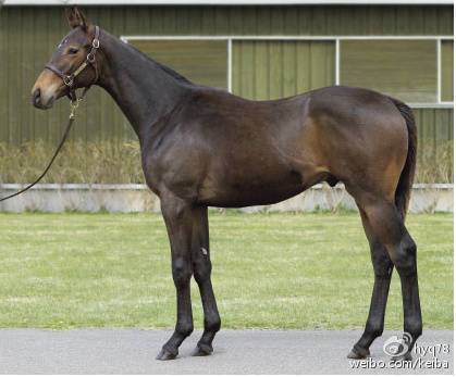 日本马市交易持续火爆两天交易额149亿日元创纪录