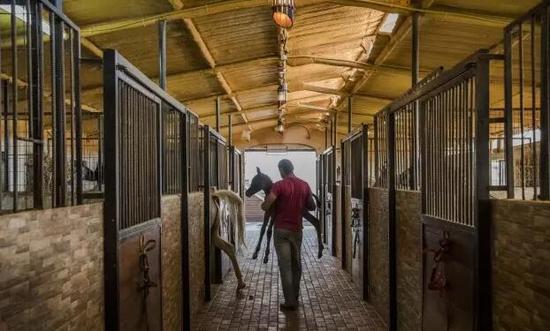 60-70%的参赛马匹(总数为165匹左右)的马主为住在以色列境内的