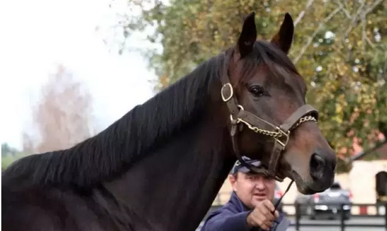 新西兰赛马奥斯卡颁奖 马王"蒙古可汗"首度蝉联