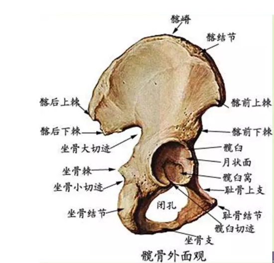 坐骨棘的位置图图片