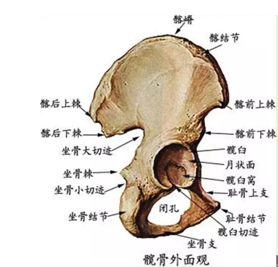 还是上边的图,你只要明白正确骑坐时,应该正坐在骨盆最低处--坐骨支