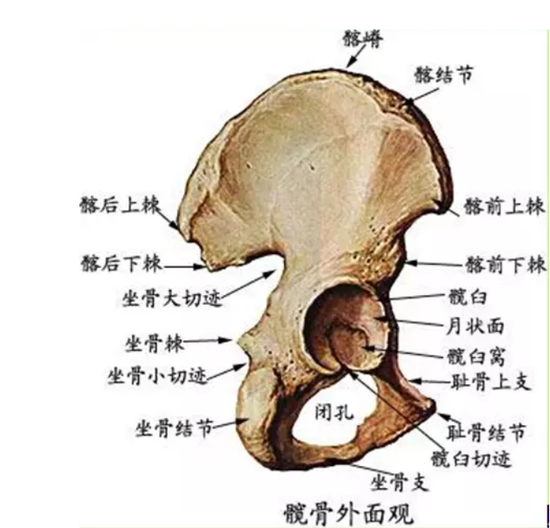 坐骨在哪个位置示意图图片