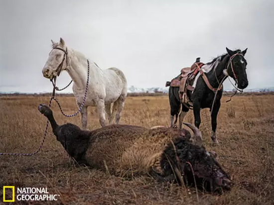 印第安人与马儿感情深厚似家人一样互亲互爱