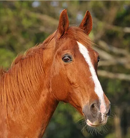 现代田纳西走马被描述为"refined and elegant, yet solidly built.