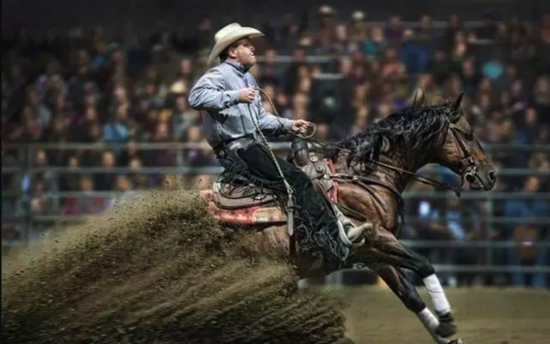 你应该知道的马匹知识 怎样区别马儿的血统不混淆