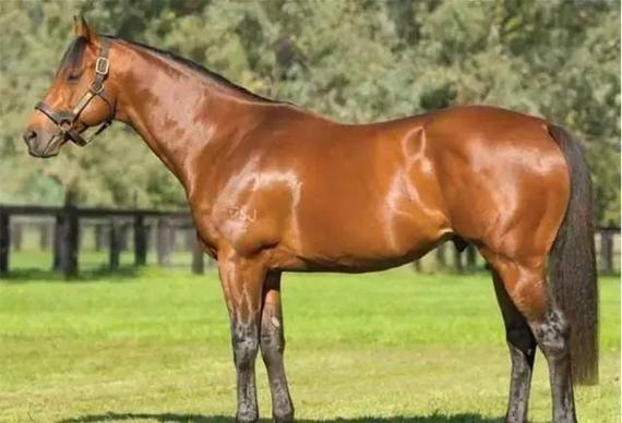 著名种公马,金拖鞋大赛昔日冠军"高层次"突发心脏病去世,震惊澳洲马坛