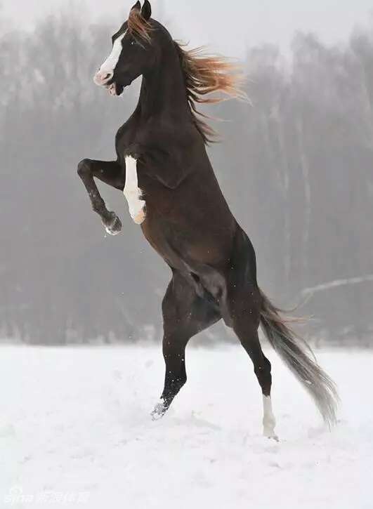 马儿性情知多少不了解这8条敢说自己是爱马人