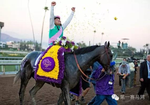 “鸠占鹊巢”，图片由Breeders‘ Cup提供。