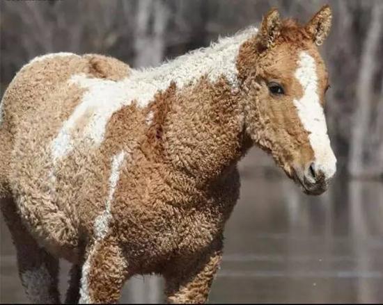 不为人知的巴什基尔马 沉稳聪慧友好近人的卷毛马