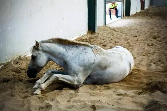 天啦噜站着睡觉马儿不累么? 教你正确理解马语言